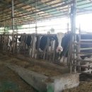 장성골농장 이미지