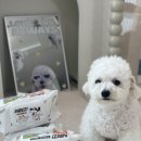 빙그루밍 이미지