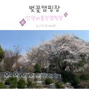 안성비봉산 캠핑장 | 벚꽃캠핑 안성 용인 비봉산캠핑장 4월 7일 실시간 방문 후기