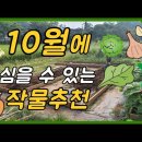 10월에 심는 작물을 추천드립니다 이미지