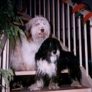 애견세계 이미지