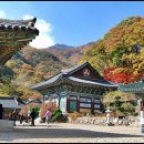 용문사 Daum카페