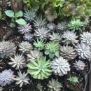 류림농장 이미지