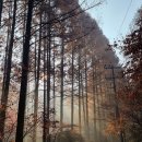 장태산자연휴양림 캠핑장 이미지