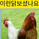 샴