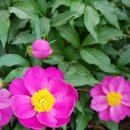 괴목뒷골 이미지