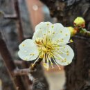 샘재골송이마을 | 매형(梅兄), 청주 도심에 피기 시작하는 매화꽃(2026. 3. 2.)