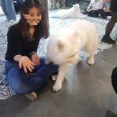 사랑이머무는집 | 홍대 샤모에드 이색카페 겨울이머무는집 (웨이팅 포토타임 냄새 등)