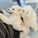 도그베이 미사점 이미지