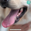 뉴로동물암센터 이미지