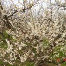 매화농장 이미지