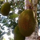 용안농장 이미지