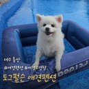 도그펄슨