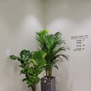 대치성모여성의원