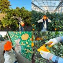 하은농장 | 제주 감귤체험 카페 서귀포 봉봉감귤체험농장 귤따기