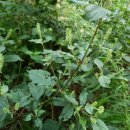 지천농장 이미지