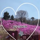 김창환 동산의추억 | 부천 원미산 진달래 축제 실시간 후기 (2026 축제정보, 진달래동산, 사진찍기 좋은곳, 주차정보,실시간...