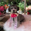 공주네 펫시터 이미지