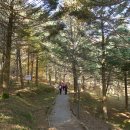현충원 산책길 이미지