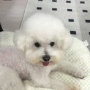 해피도그 이미지