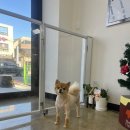 스프링댕댕 이미지