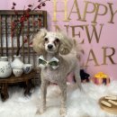 인생댕컷 반려견미용실 | 꼼꼼한, 반려견을 위한 구미옥계애견미용 인생댕컷