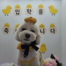 러닝독 스테이 이미지