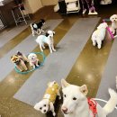 전주애견유치원 고마워복실아 이미지