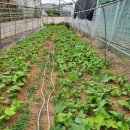 세심촌가 이미지