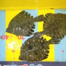 부산실내바다낚시터 이미지