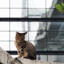 캣앤캣 고양이 병원 이미지