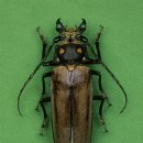 장수하늘소 이미지