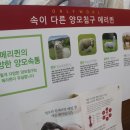 메리퀸동