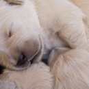 루틴펫살롱 이미지