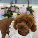 아미고펫 이미지