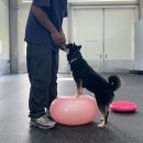 올 마스터 독 이미지