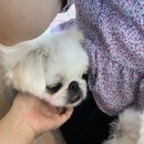 왈왈이애견카페웨스턴돔점 이미지