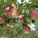 대촌2리 이미지