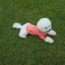 도그카페 이미지