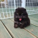 러블릿캔넬 이미지