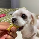 댕이당 네이버블로그