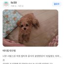 올웨이즈 반려견 미용실 | 대구강아지분양 테디럽의 무료분양이벤트 시작합니다♥