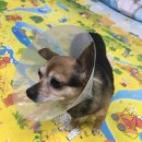 이형윤동물병원 이미지