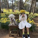 왕짱 애견스쿨 | 지금 강아지랑 갈만한곳 서산 유기방가옥 애견동반여행 실시간 후기