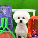 바비숑펫살롱 | *광주애견미용* *광주비숑미용* 비숑/두부 - 하이바