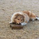 밸런스독 이미지