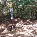 초록산등산로 이미지