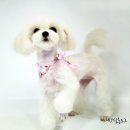 도그이살롱 이미지