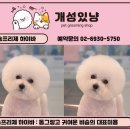 개성있냥 이미지