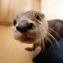 Otter(오터) 네이버블로그